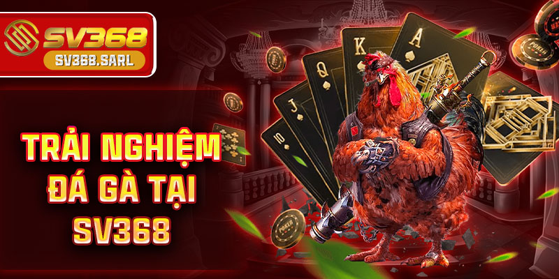 Trải nghiệm đá gà tại SV368